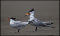 _6SB1067 royal terns